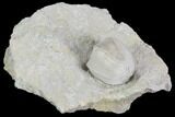 Blastoid (Pentremites) Fossil - Illinois #102274-1